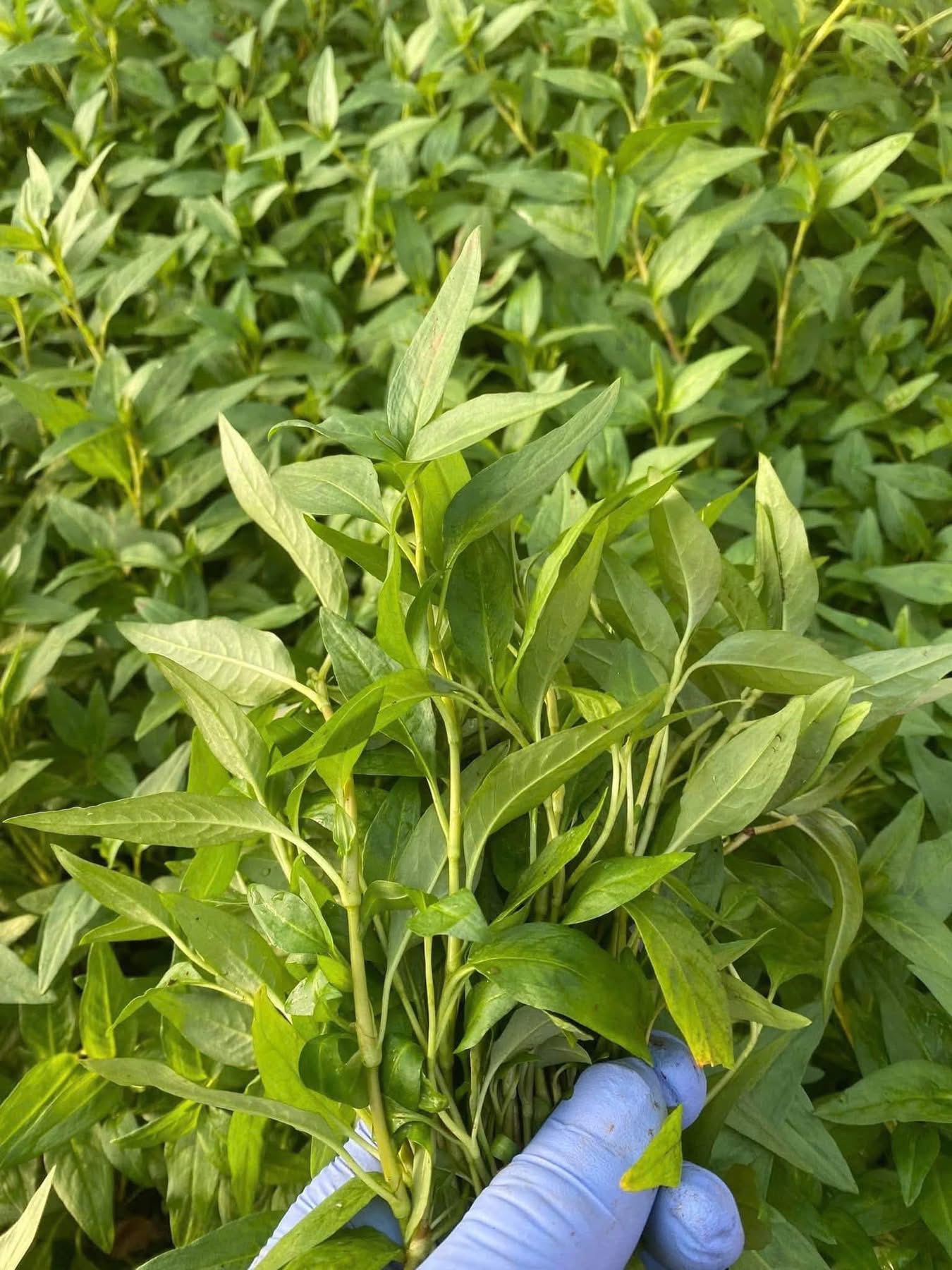ជីពងមាន់កូន មានតាមខែ